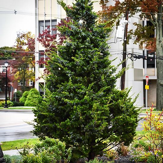 Juniperus Virginiana Emerald Sentinel - View 8 from www redcrocus com
