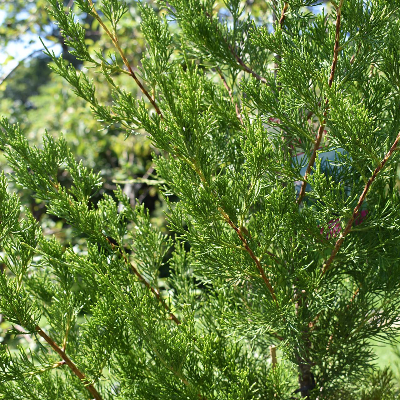 Juniperus Virginiana Emerald Sentinel - View 9 from www redcrocus com