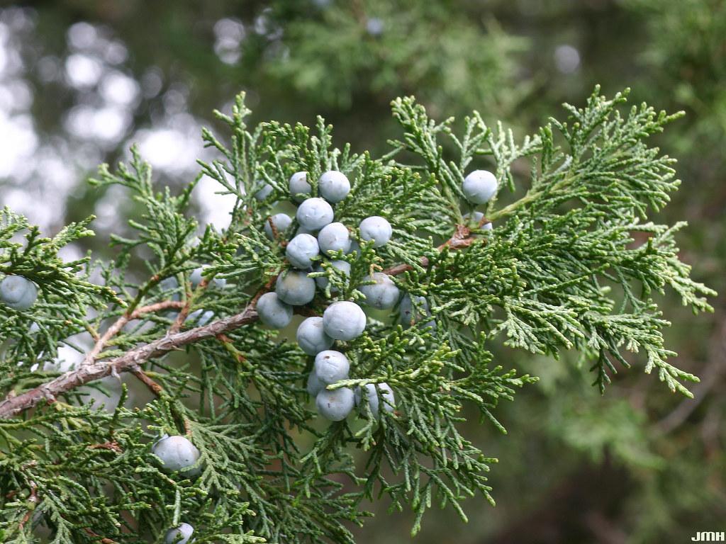 Juniperus Chinensis Keteleeri - View 10 from www redcrocus com
