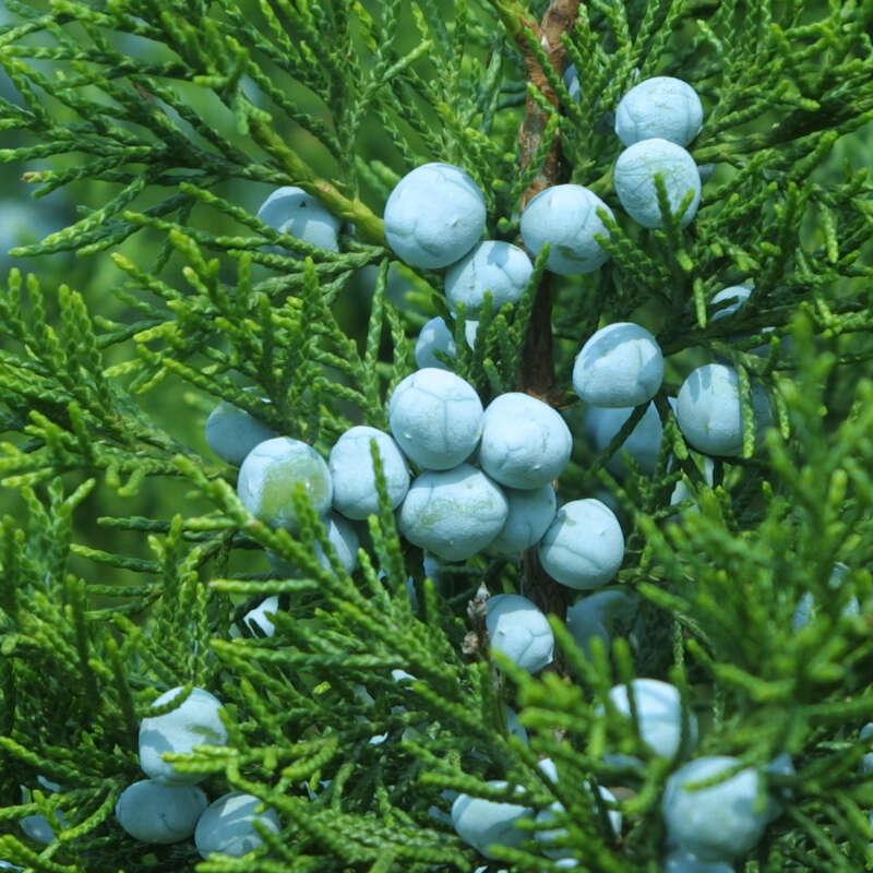 Juniperus Chinensis Keteleeri - View 12 from www redcrocus com