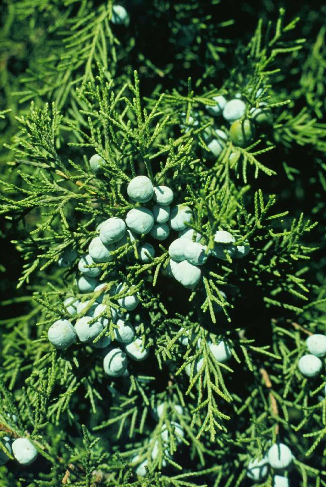 Juniperus Chinensis Keteleeri - View 17 from www redcrocus com