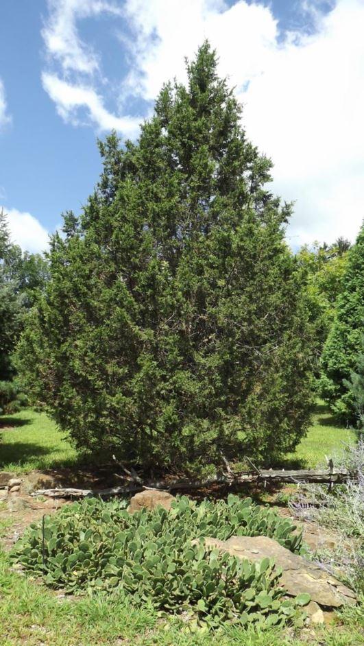 Juniperus Chinensis Keteleeri - View 4 from www redcrocus com