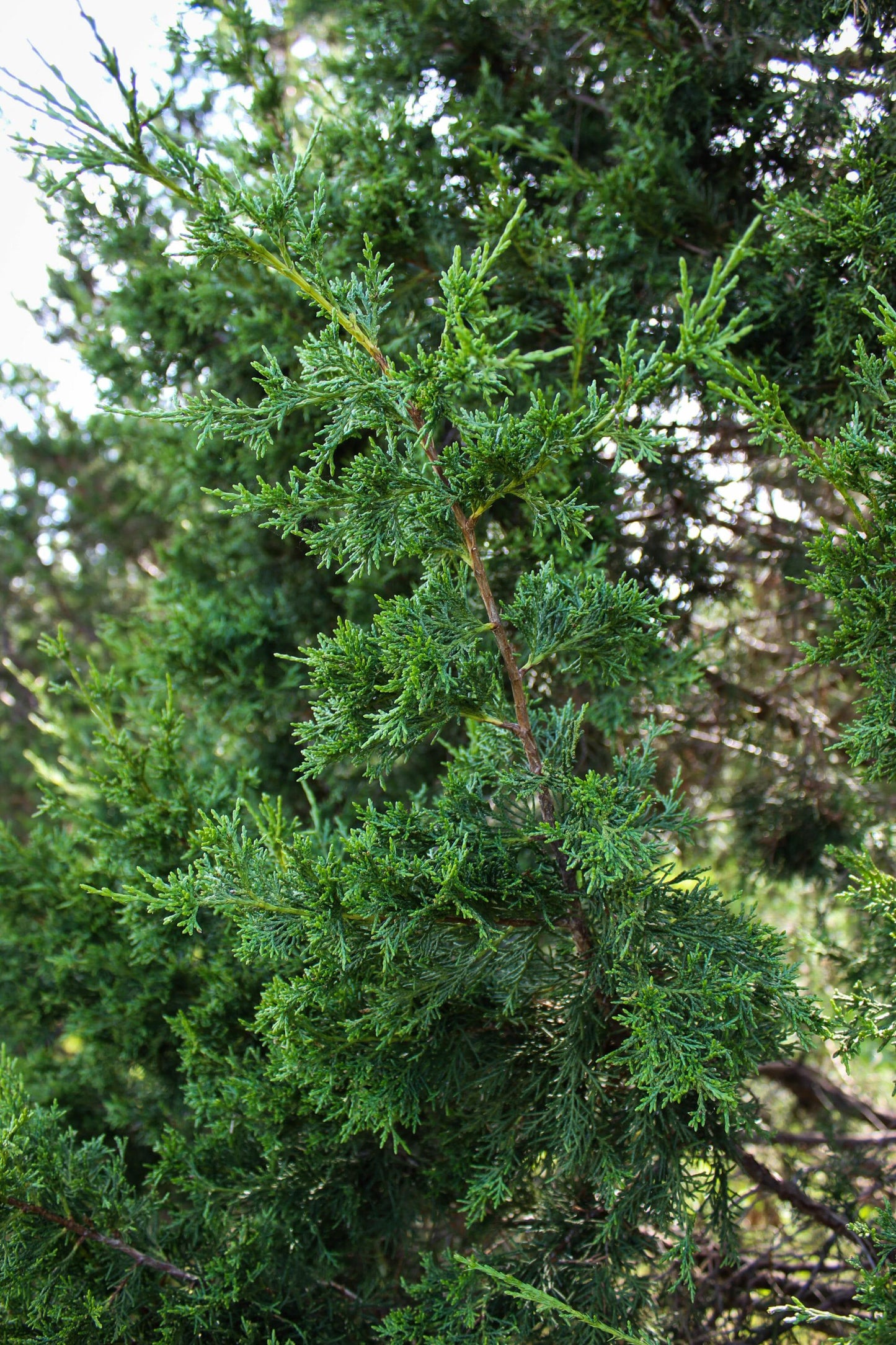 Juniperus Chinensis Keteleeri - View 5 from www redcrocus com