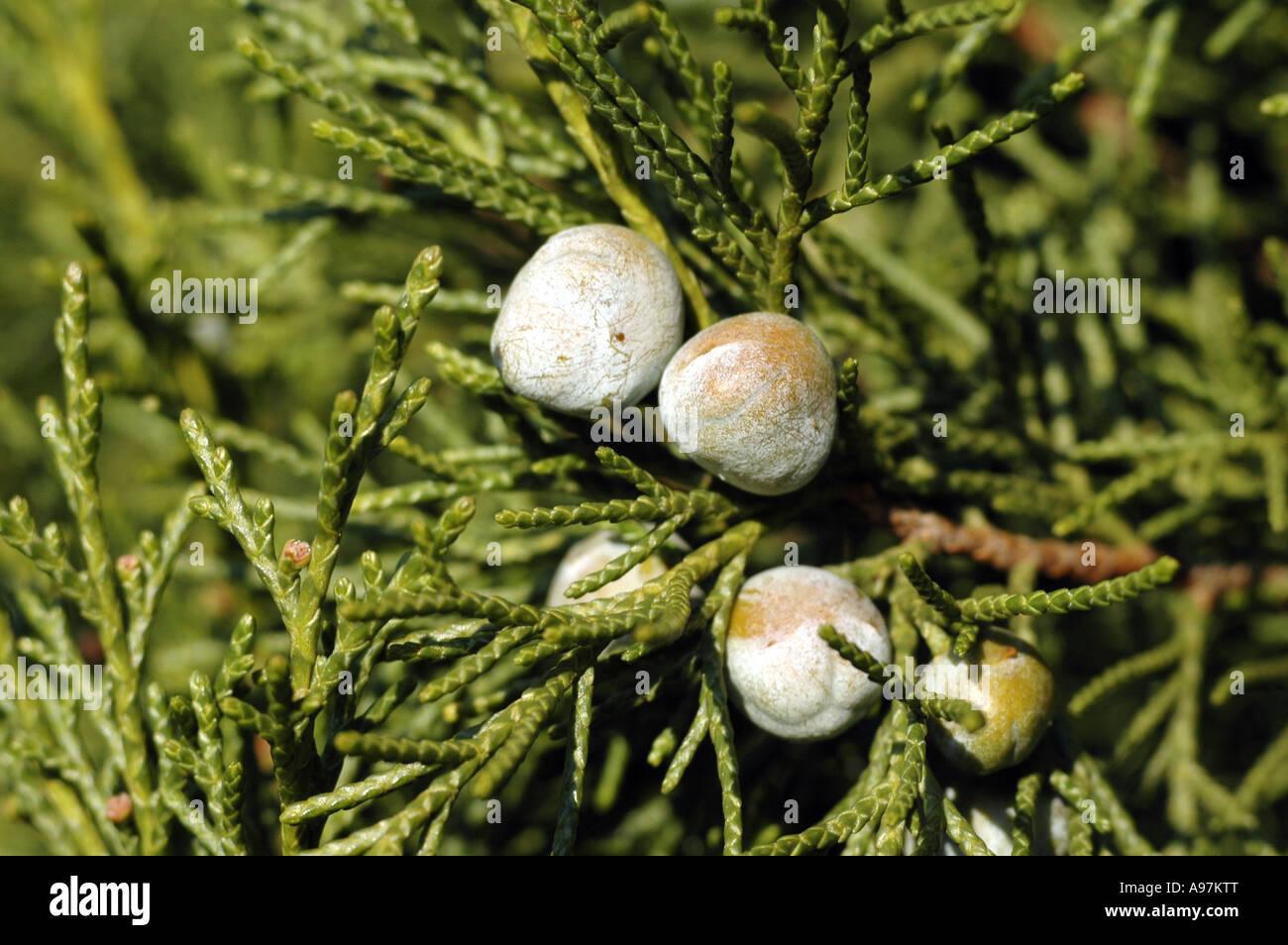 Juniperus Chinensis Keteleeri - View 6 from www redcrocus com