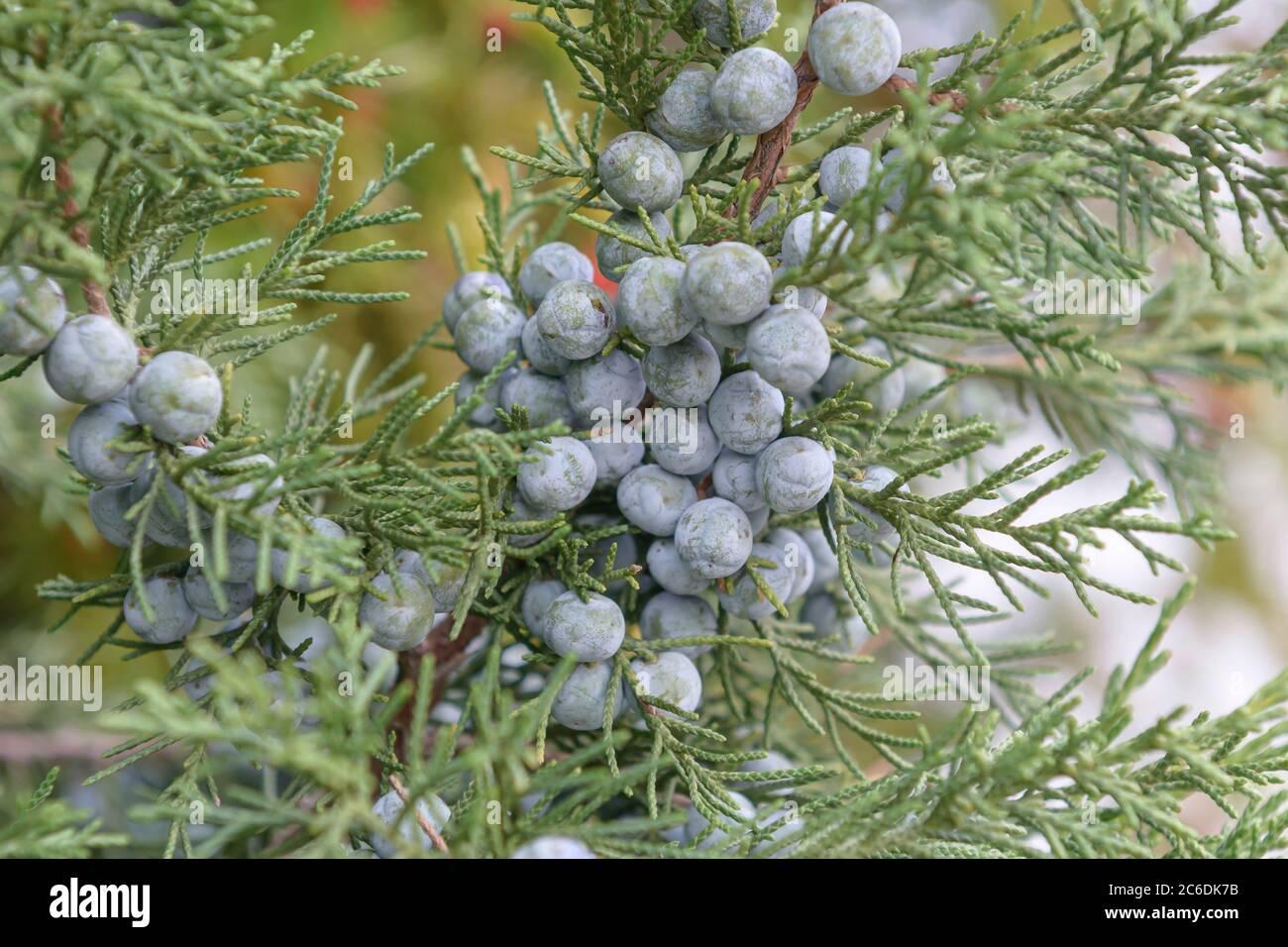 Juniperus Chinensis Keteleeri - View 7 from www redcrocus com
