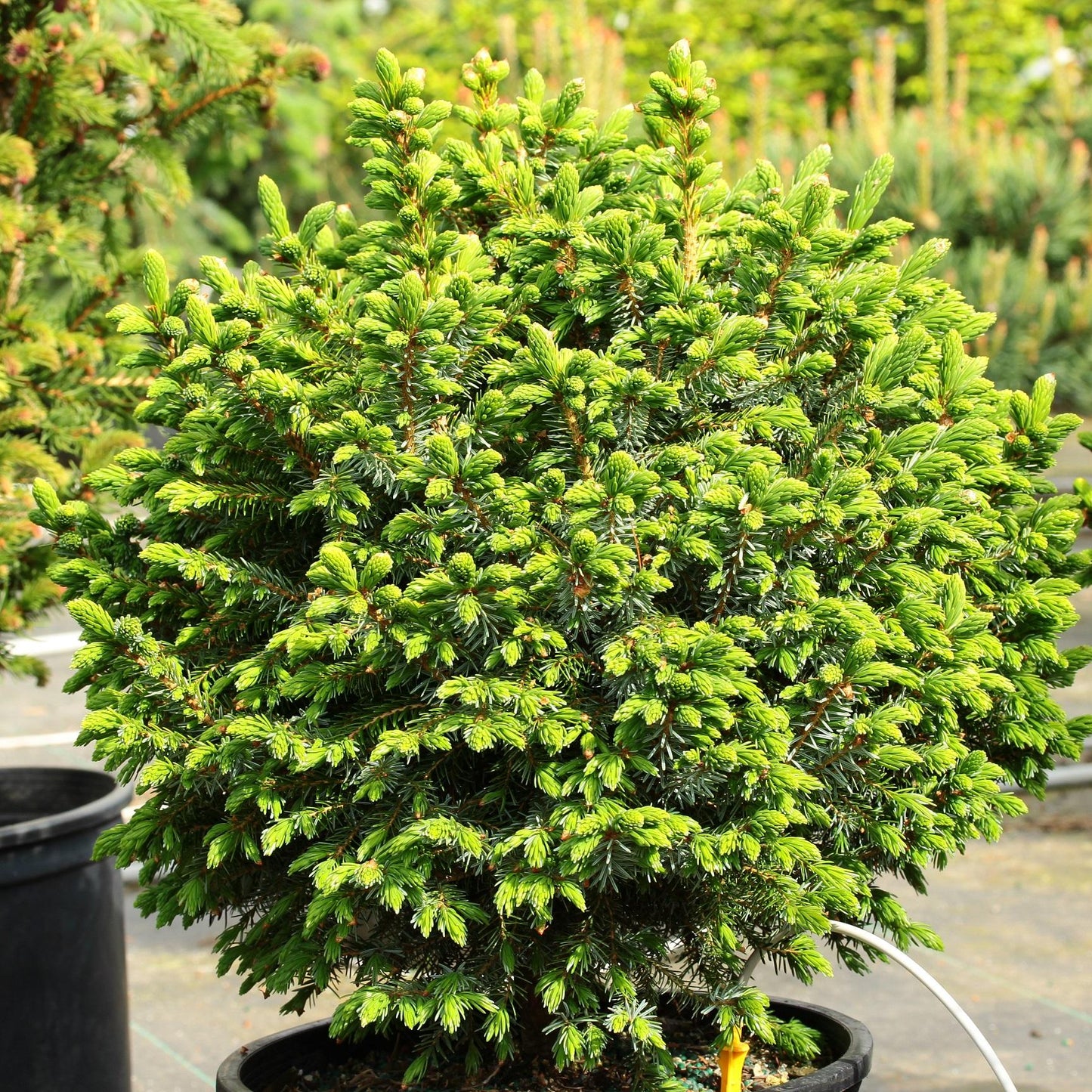 Picea Omorika - View 13 from www redcrocus com