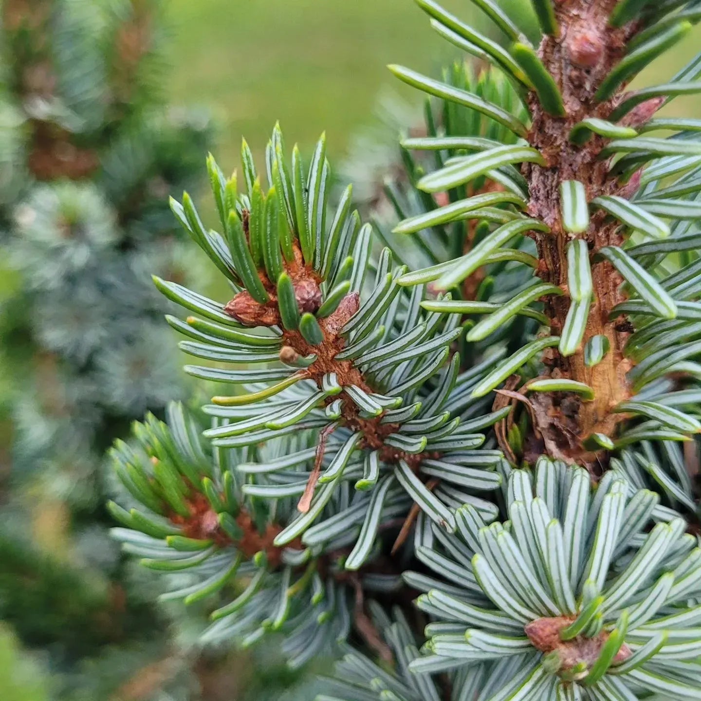 Picea Omorika - View 18 from www redcrocus com