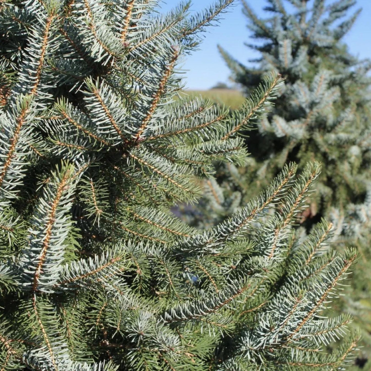 Picea Omorika - View 19 from www redcrocus com
