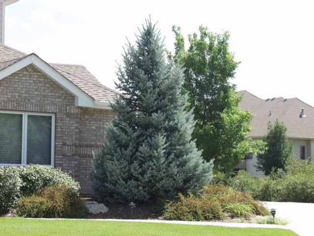 Picea Pungens 'bakeri' - View 13 from www redcrocus com