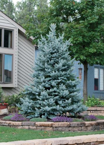 Picea Pungens 'bakeri' - View 16 from www redcrocus com