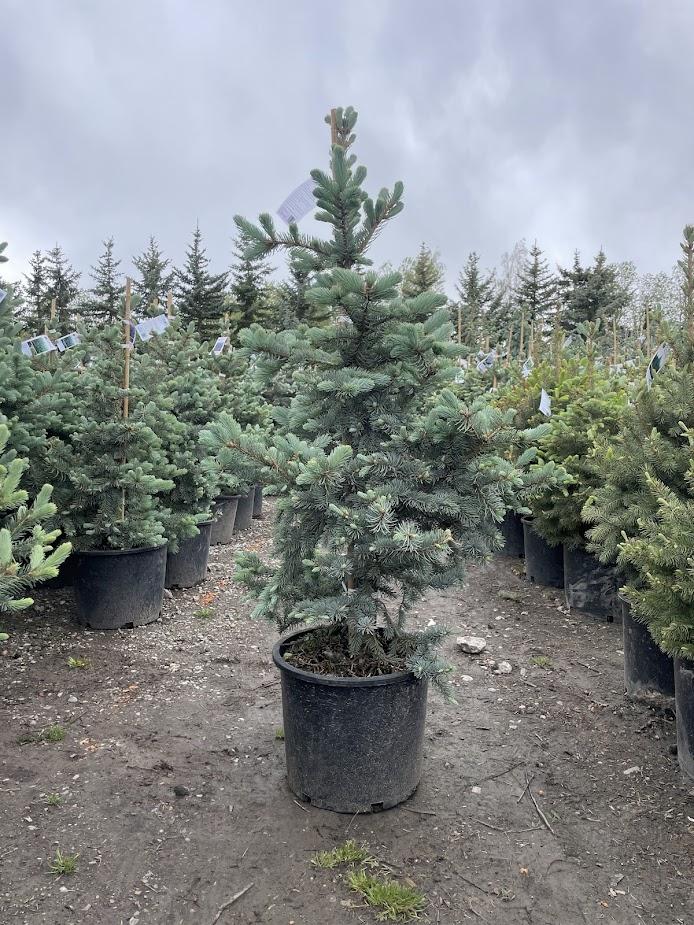 Picea Pungens 'bakeri' - View 19 from www redcrocus com