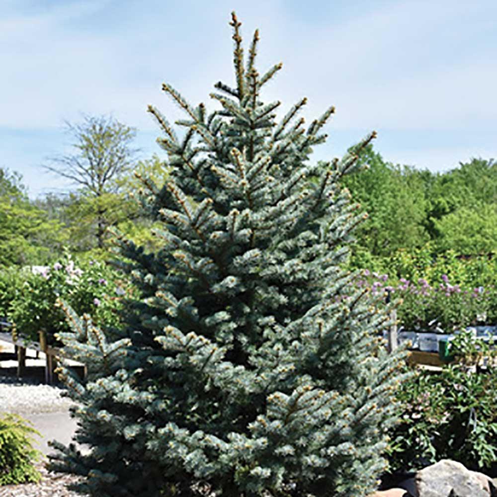 Picea Pungens 'bakeri' - View 20 from www redcrocus com