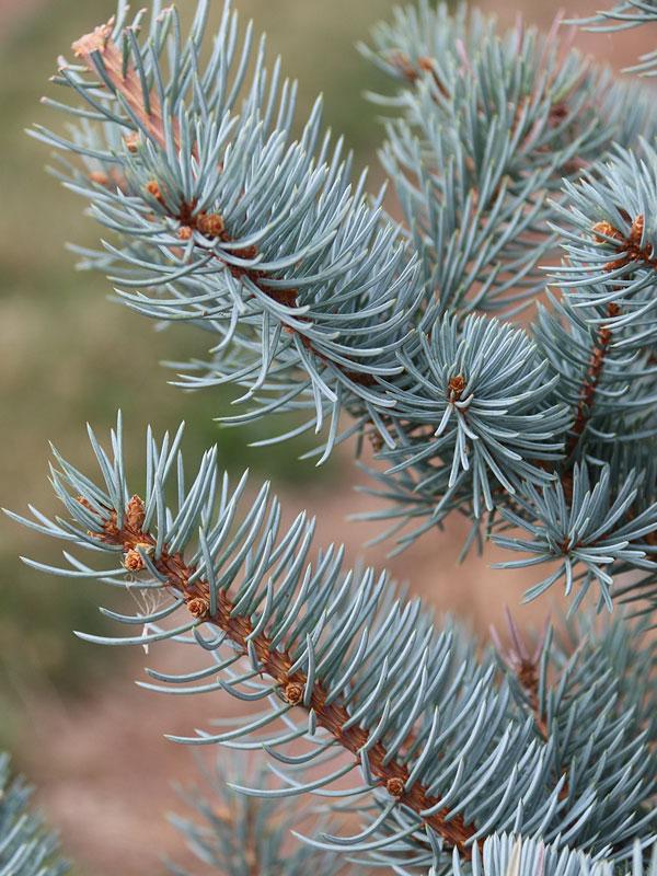 Picea Pungens 'bakeri' - View 23 from www redcrocus com