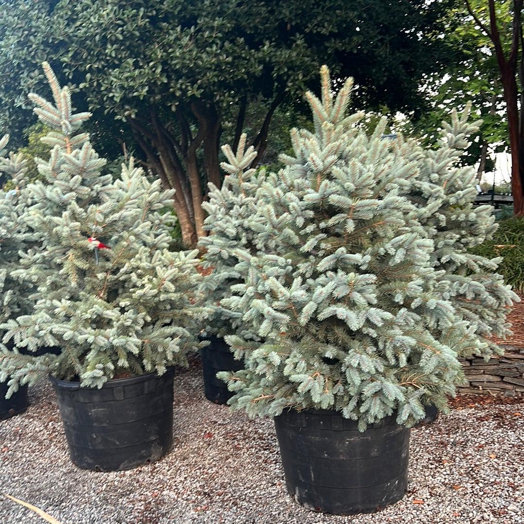 Picea Pungens 'bakeri' - View 25 from www redcrocus com