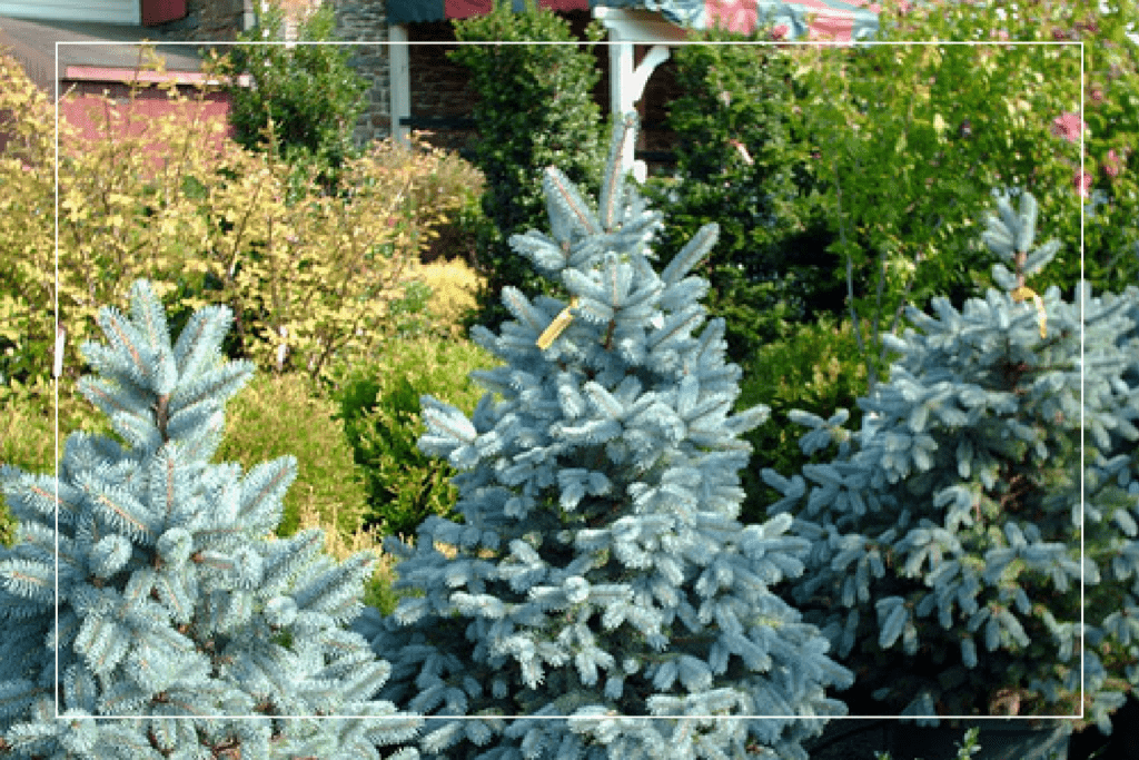 Picea Pungens 'bakeri' - View 27 from www redcrocus com