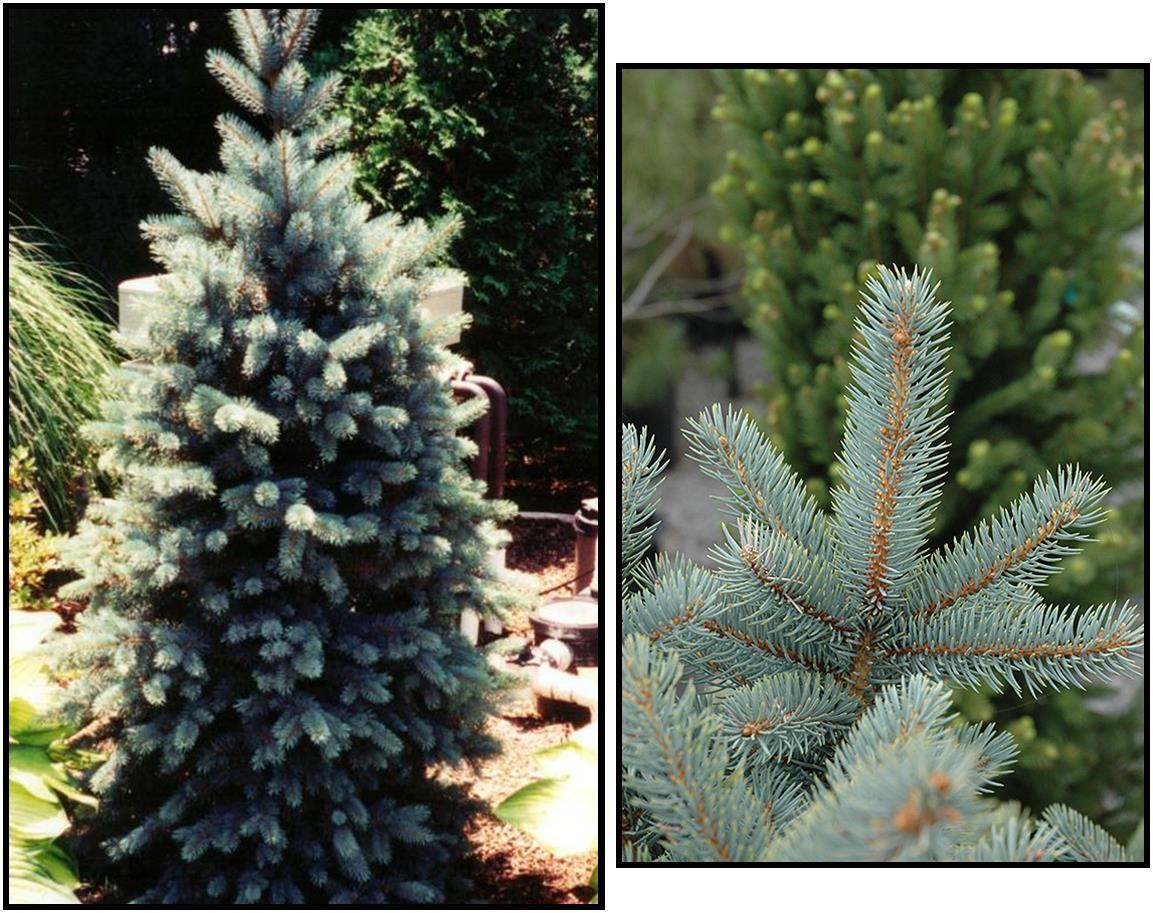 Picea Pungens 'bakeri' - View 7 from www redcrocus com