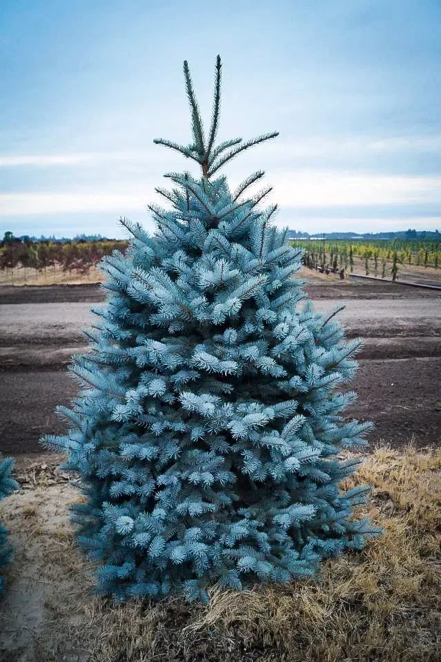 Picea Pungens 'bakeri' - View 8 from www redcrocus com