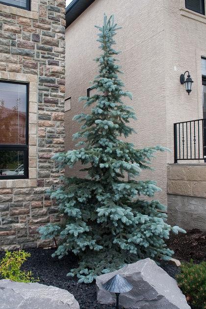 Picea Pungens 'bakeri' - View 10 from www redcrocus com