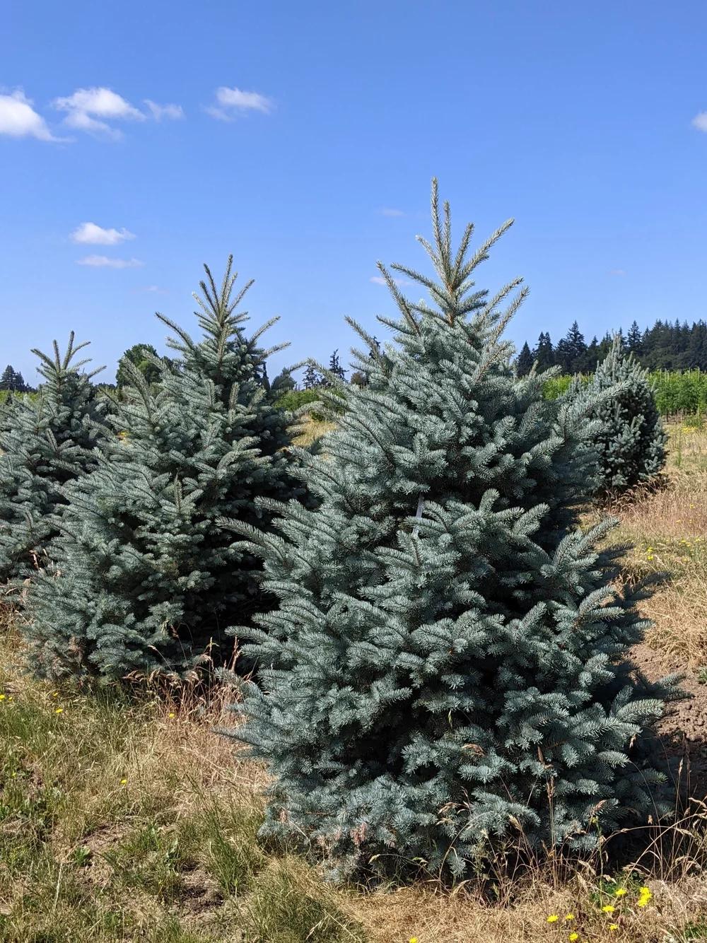 Picea Pungens 'bakeri' - View 11 from www redcrocus com