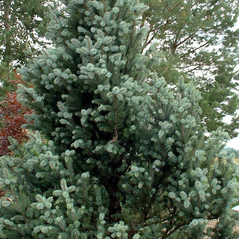 Picea Pungens 'bakeri' - View 13 from www redcrocus com