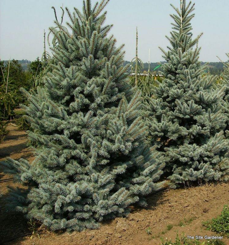 Picea Pungens 'bakeri' - View 14 from www redcrocus com