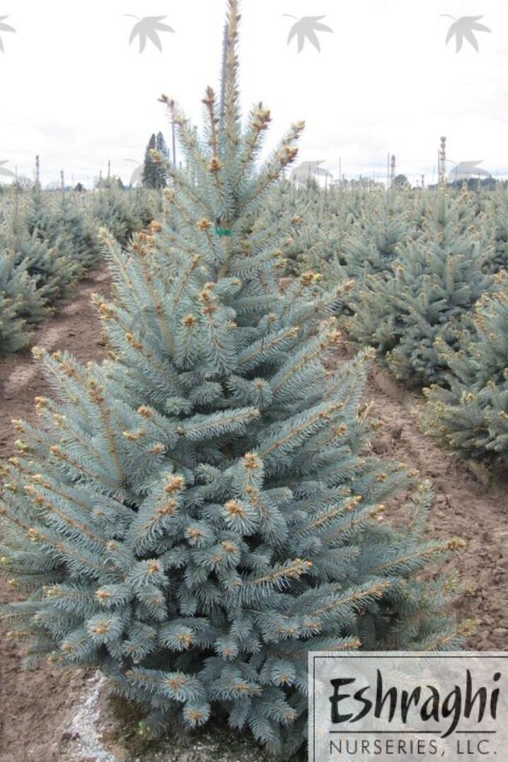 Picea Pungens 'bakeri' - View 16 from www redcrocus com