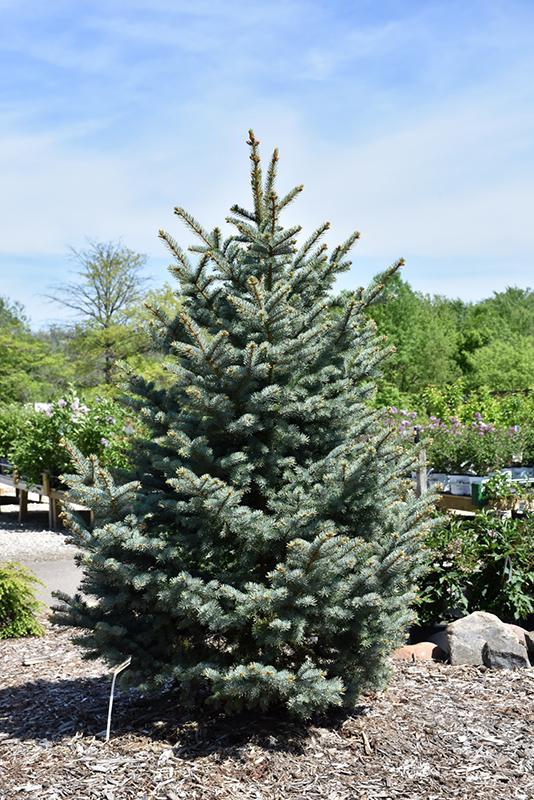 Picea Pungens 'bakeri' - View 1 from www redcrocus com