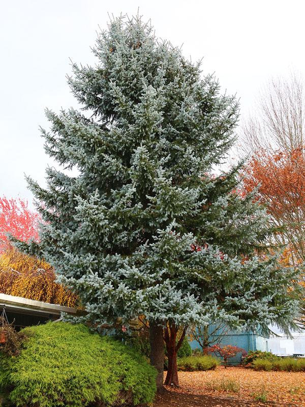 Picea Pungens 'bakeri' - View 2 from www redcrocus com