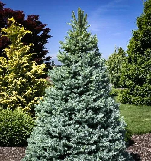Picea Pungens 'bakeri' - View 4 from www redcrocus com