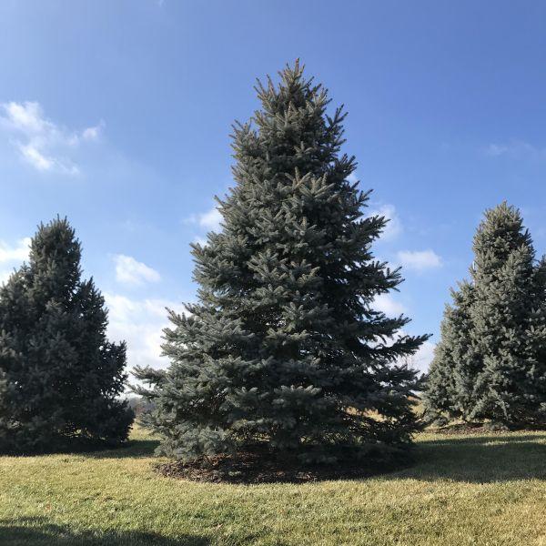Picea Pungens 'bakeri' - View 5 from www redcrocus com