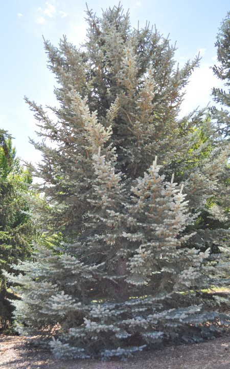 Picea Pungens 'bakeri' - View 6 from www redcrocus com