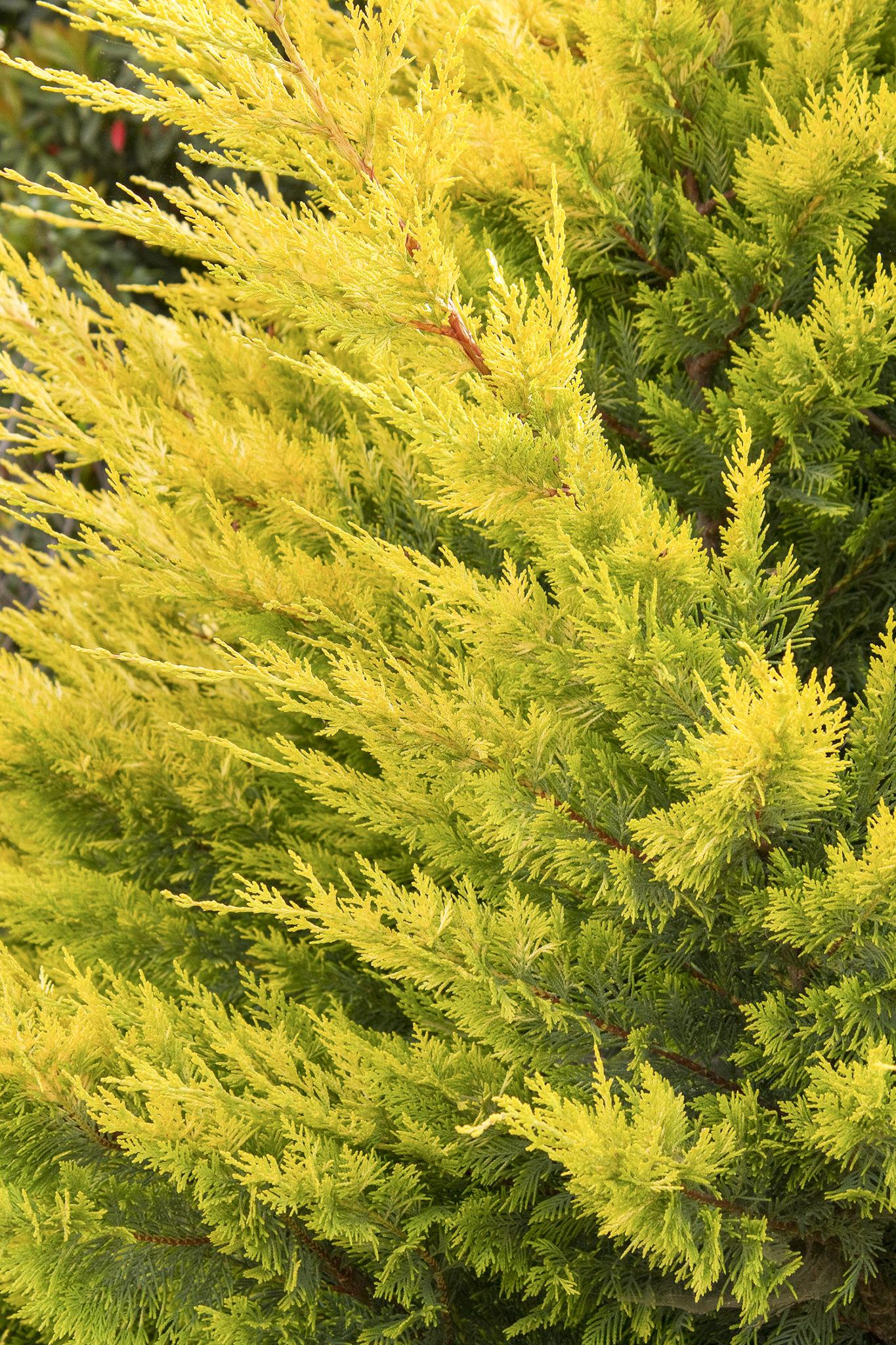 Cupressocyparis Leylandii - View 11 from www redcrocus com