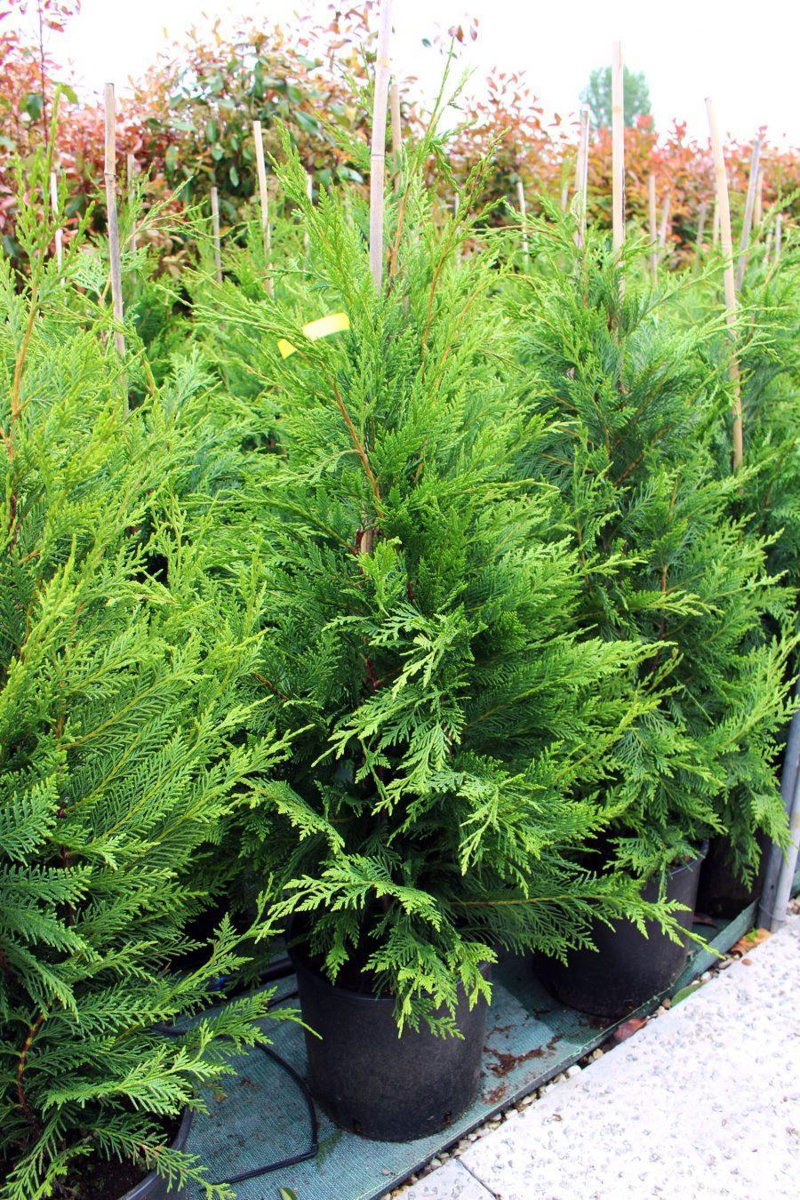 Cupressocyparis Leylandii - View 14 from www redcrocus com