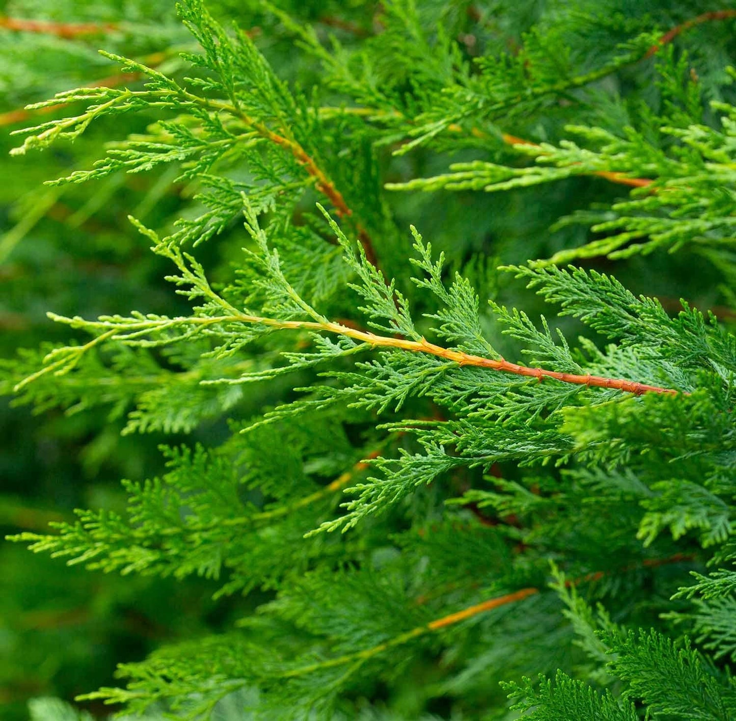 Cupressocyparis Leylandii - View 16 from www redcrocus com