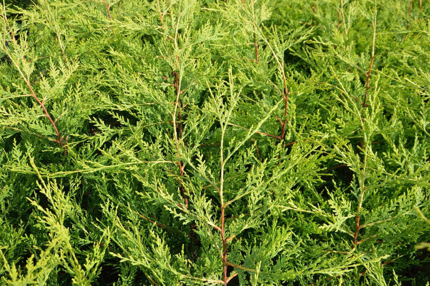 Cupressocyparis Leylandii - View 17 from www redcrocus com