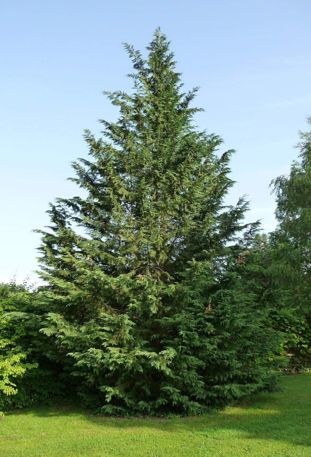 Cupressocyparis Leylandii - View 1 from www redcrocus com