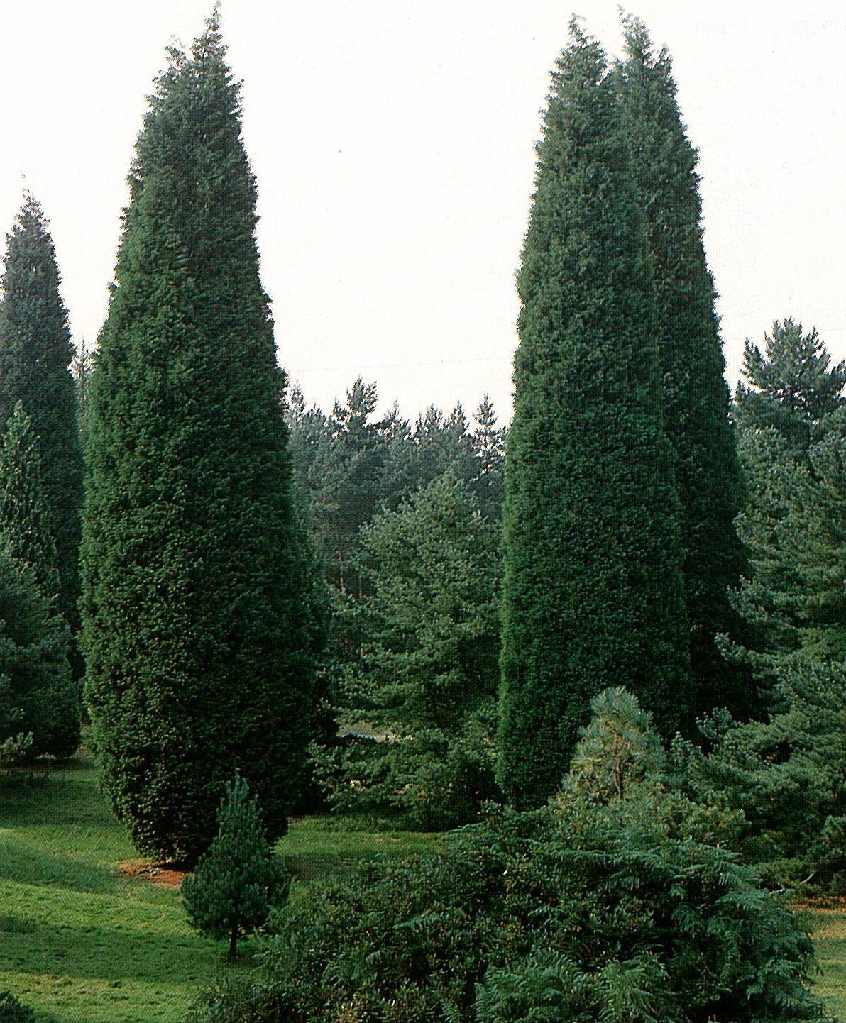 Cupressocyparis Leylandii - View 8 from www redcrocus com