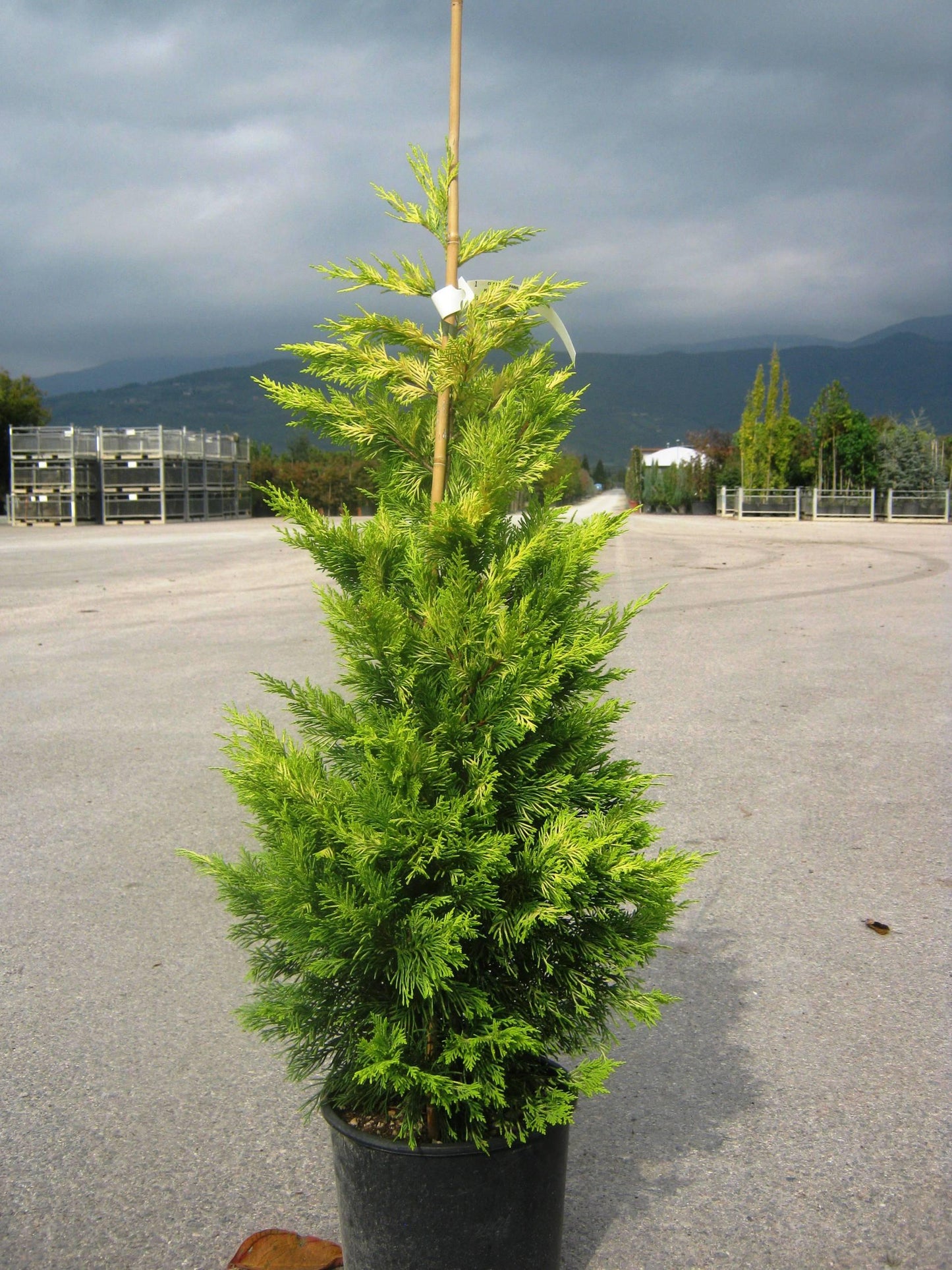 Cupressocyparis Leylandii - View 9 from www redcrocus com