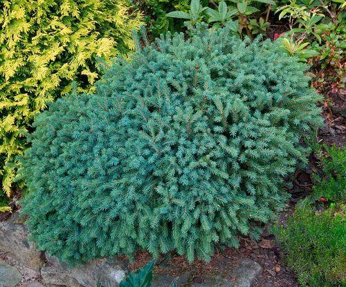 Picea Glauca - View 12 from www redcrocus com