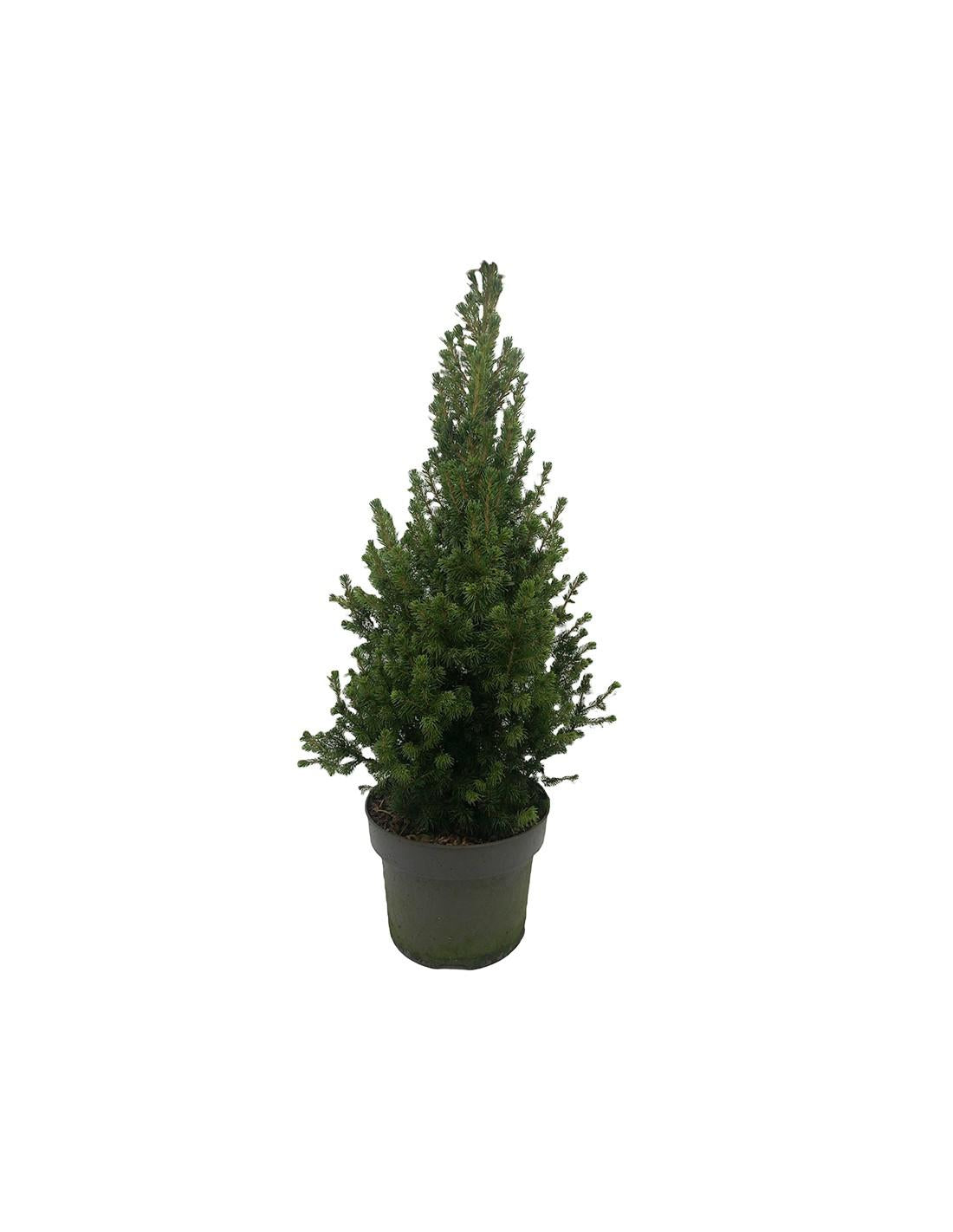Picea Glauca - View 4 from www redcrocus com