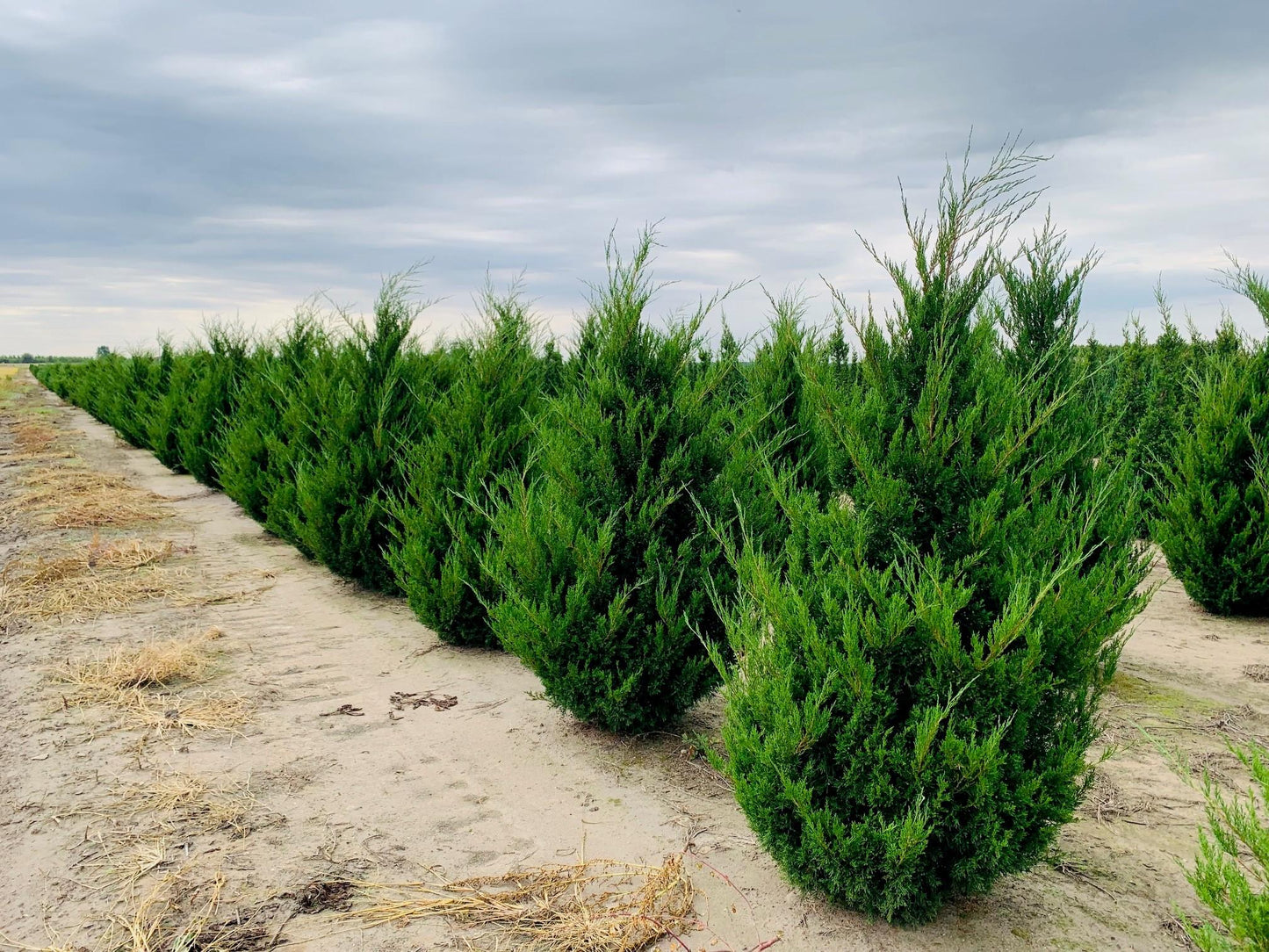 Juniperus Virginiana - View 10 from www redcrocus com