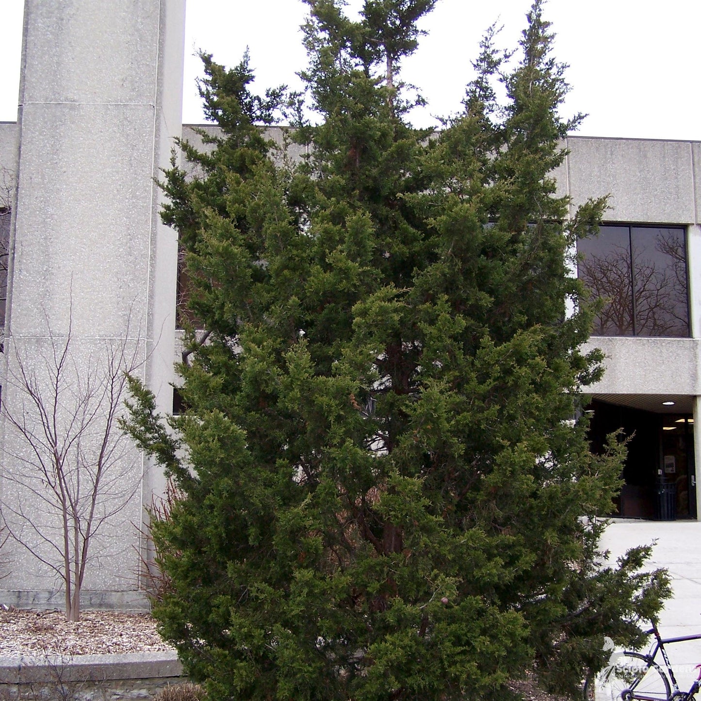 Juniperus Virginiana - View 11 from www redcrocus com