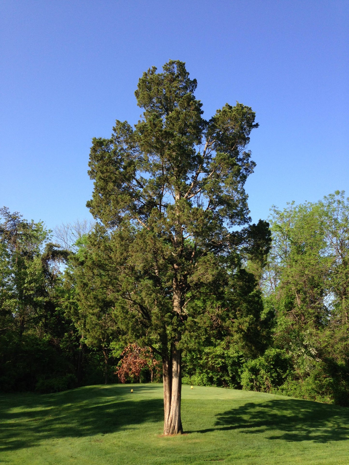 Juniperus Virginiana - View 15 from www redcrocus com