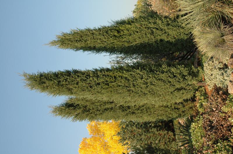 Juniperus Virginiana - View 16 from www redcrocus com