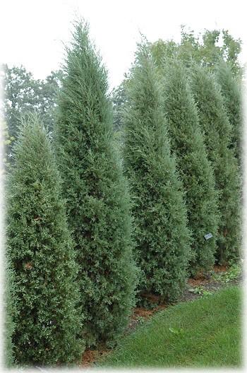 Juniperus Virginiana - View 19 from www redcrocus com