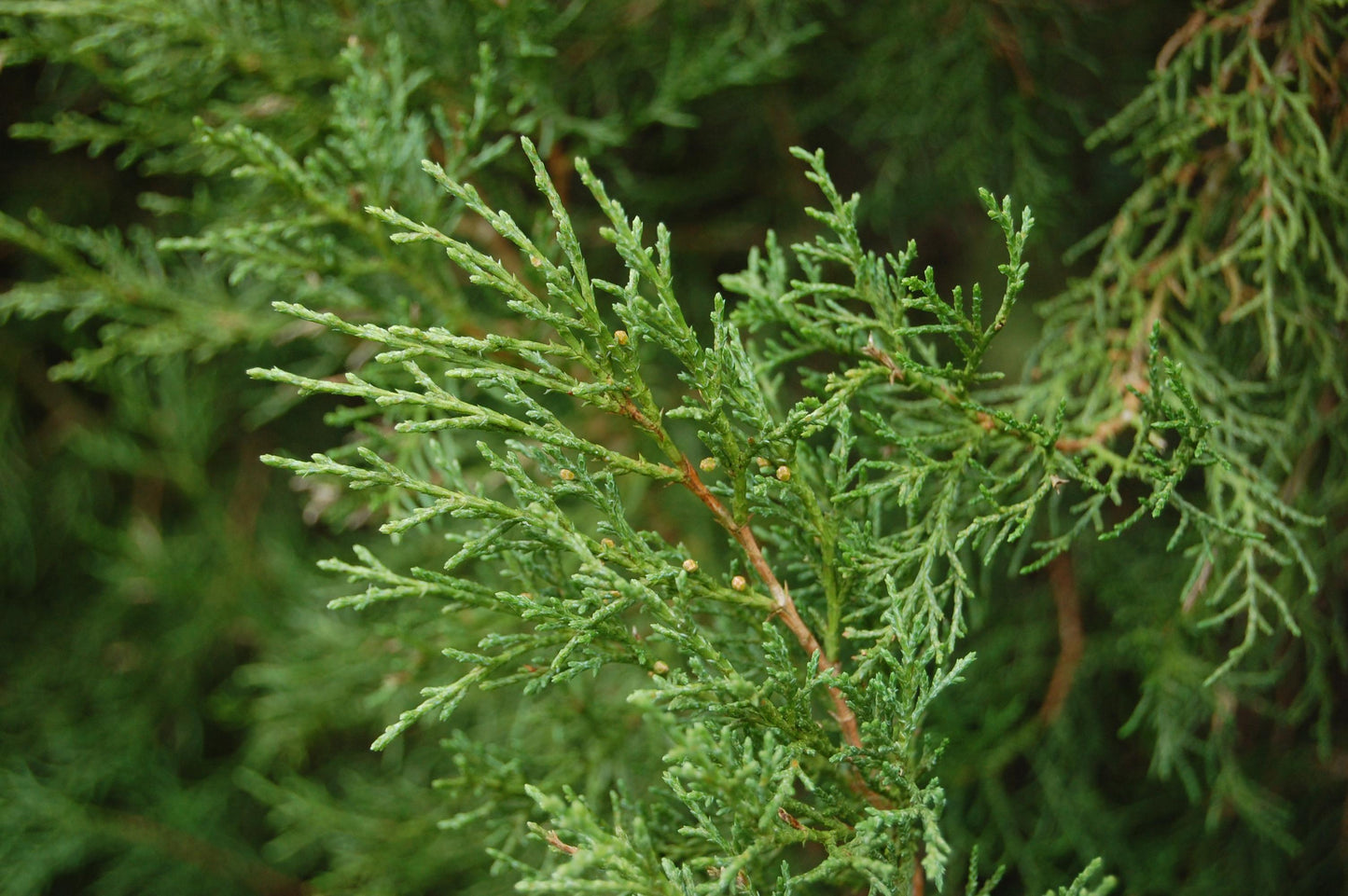 Juniperus Virginiana - View 23 from www redcrocus com