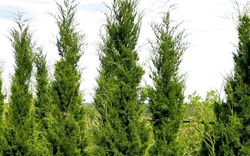 Juniperus Virginiana - View 24 from www redcrocus com