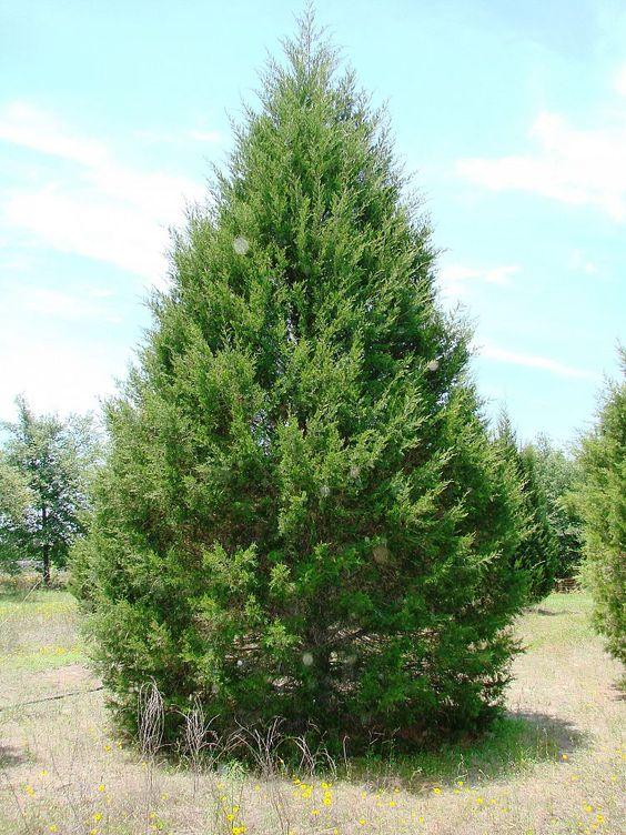 Juniperus Virginiana - View 26 from www redcrocus com