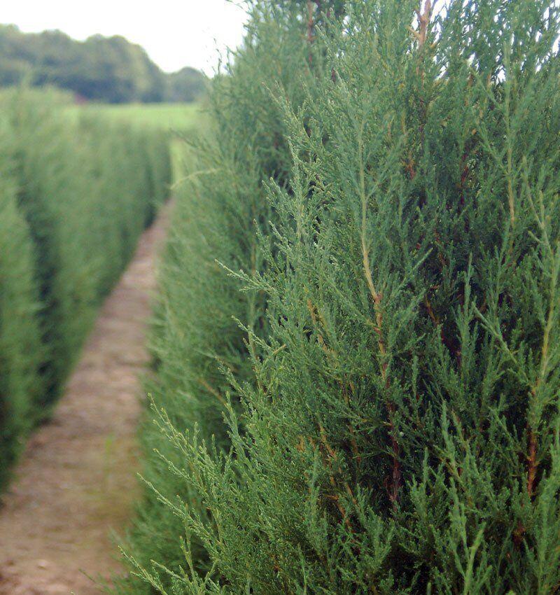 Juniperus Virginiana - View 27 from www redcrocus com