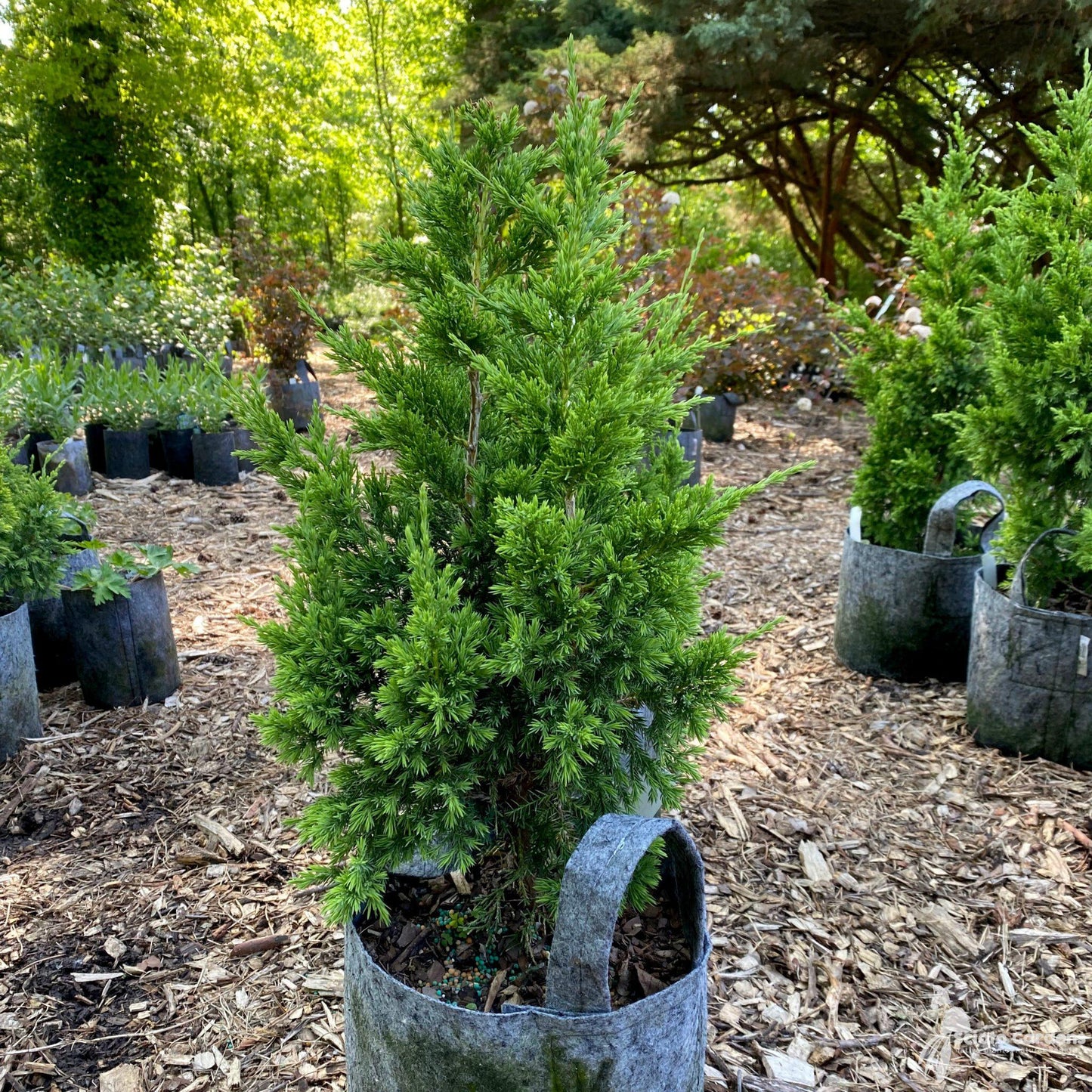Juniperus Virginiana - View 28 from www redcrocus com